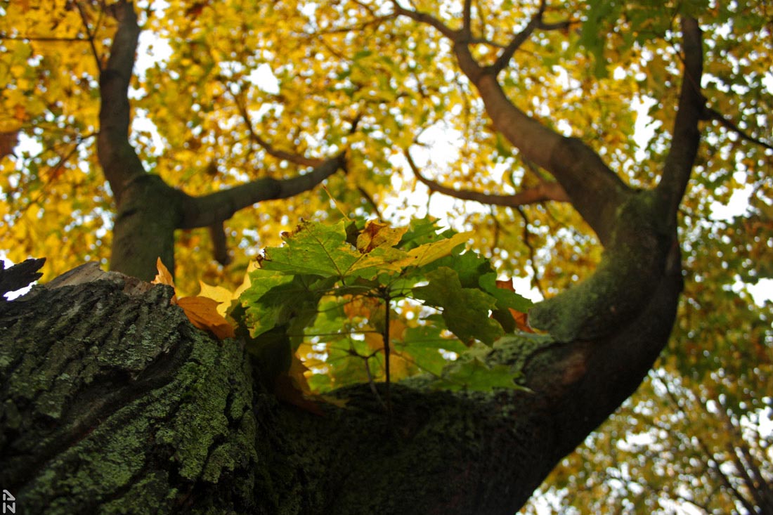 photo "***" tags: landscape, fragment, autumn