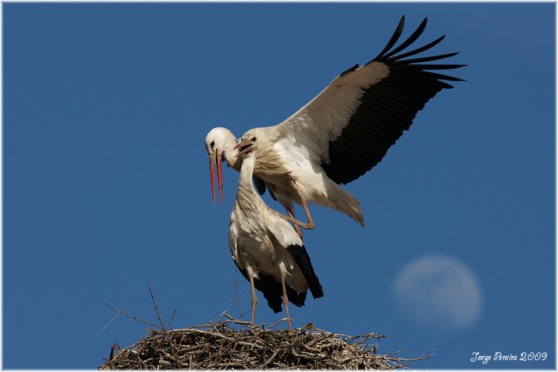 фото "Stork and mon effect" метки: природа, дикие животные