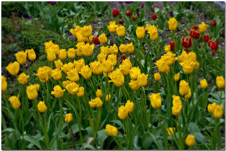 photo "***" tags: nature, flowers