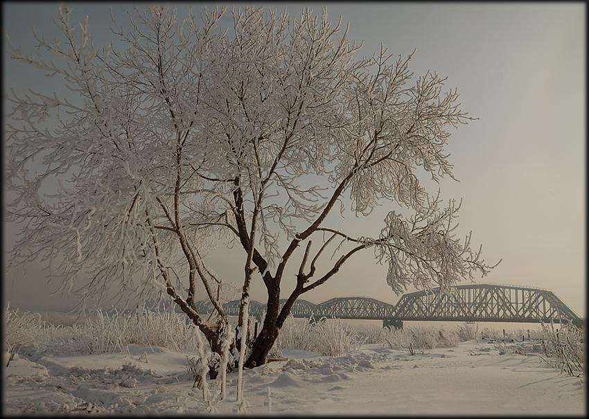 photo "Openwork" tags: landscape, forest, winter