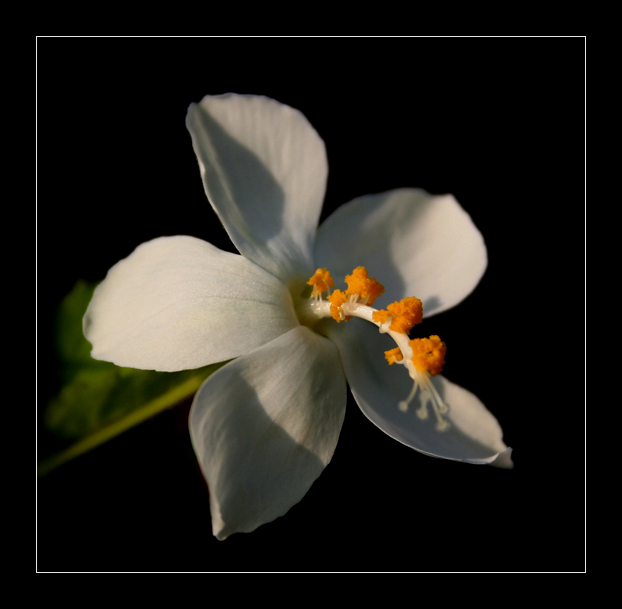photo "***" tags: nature, flowers