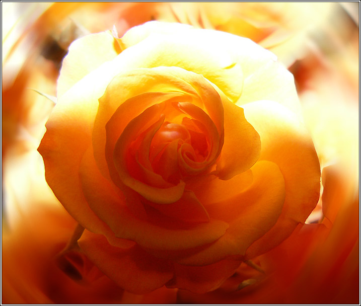 photo "Light and Shadow of the Rose" tags: nature, flowers