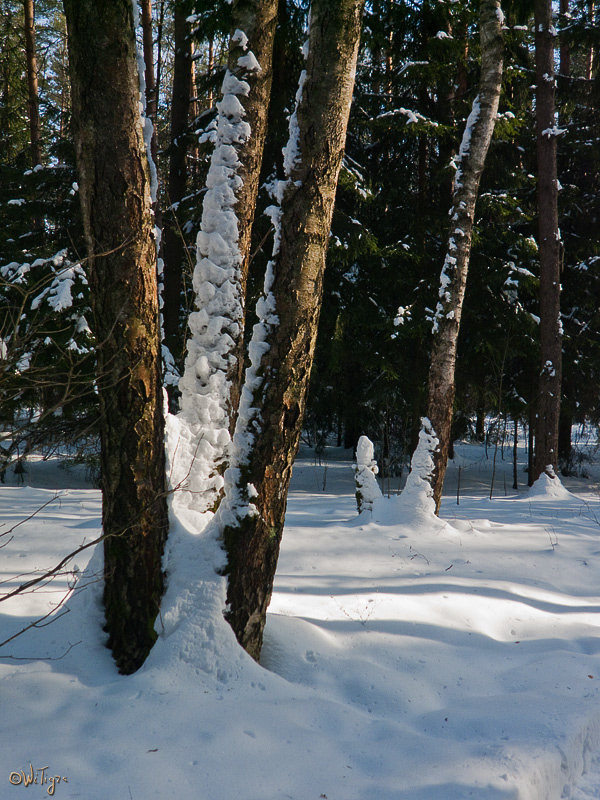 фото "Снег, свет и тени" метки: пейзаж, зима, лес