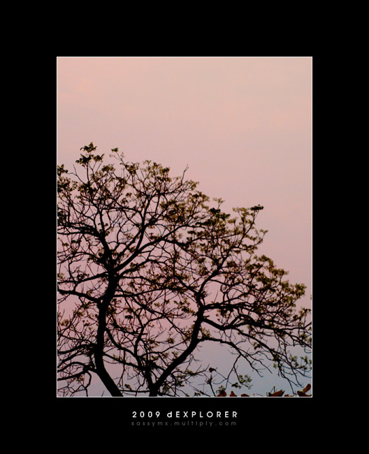 photo "shadow of tree" tags: landscape, forest