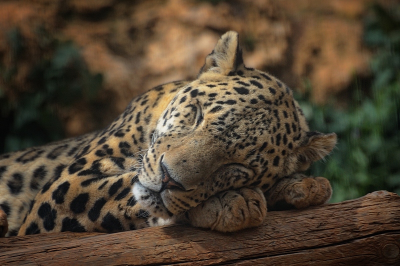 photo "***" tags: nature, wild animals