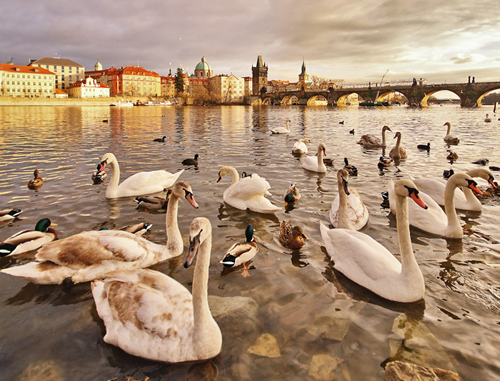 фото "Vltava Swans" метки: путешествия, Европа