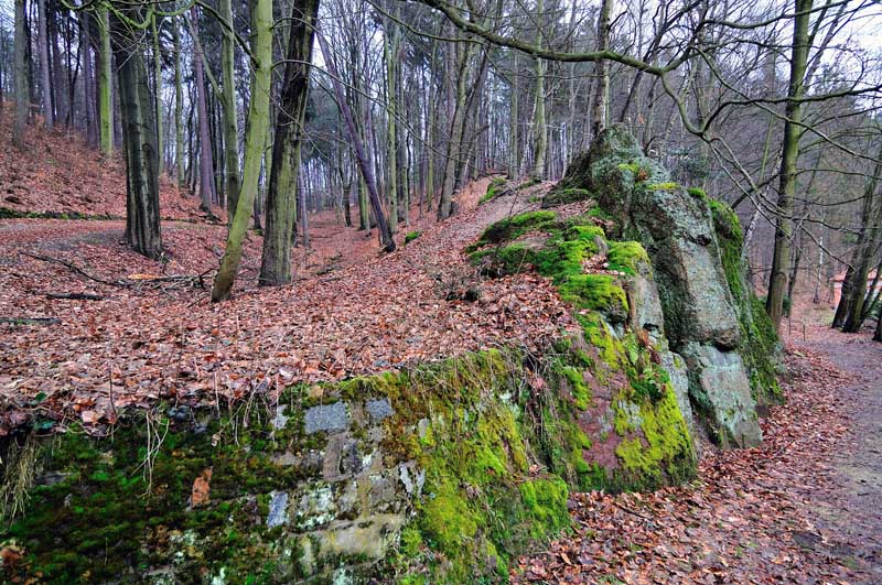 photo "***" tags: landscape, forest