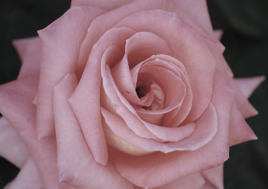 photo "Blooming valentine.." tags: nature, pets/farm animals