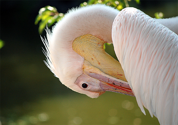 фото "***" метки: природа, дикие животные