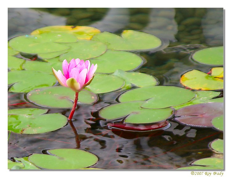 фото "Simple Lily" метки: природа, путешествия, Азия, цветы