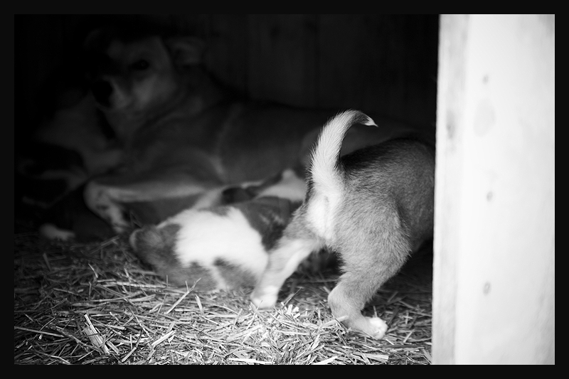 photo "Family" tags: nature, black&white, pets/farm animals