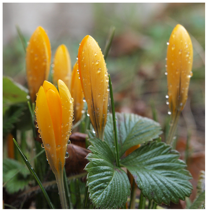 photo "Sign of Spring" tags: nature, flowers