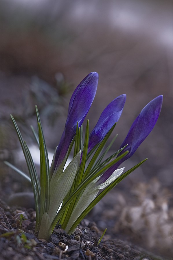 photo "krokus" tags: nature, flowers