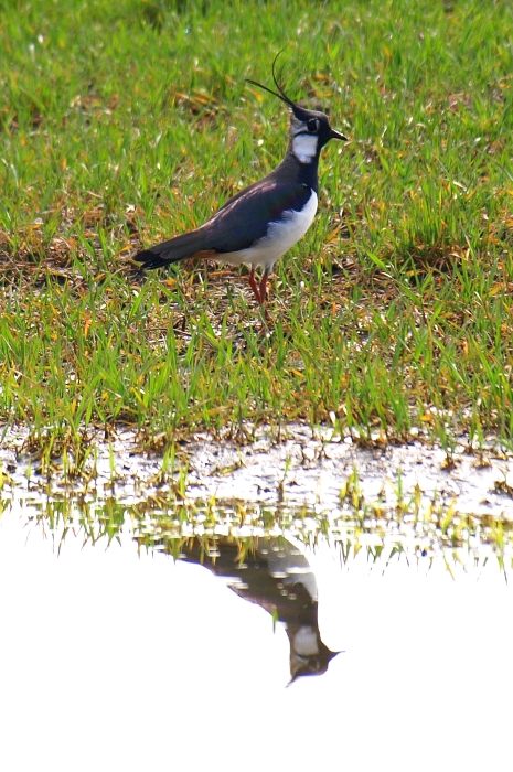 photo "Lapwing" tags: nature, wild animals