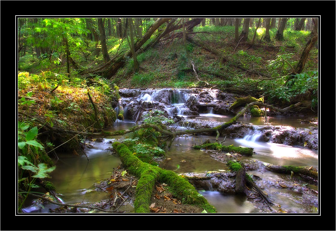 photo "***" tags: landscape, forest