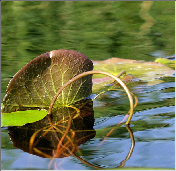 photo "Interlocking and reflection" tags: macro and close-up, nature, flowers