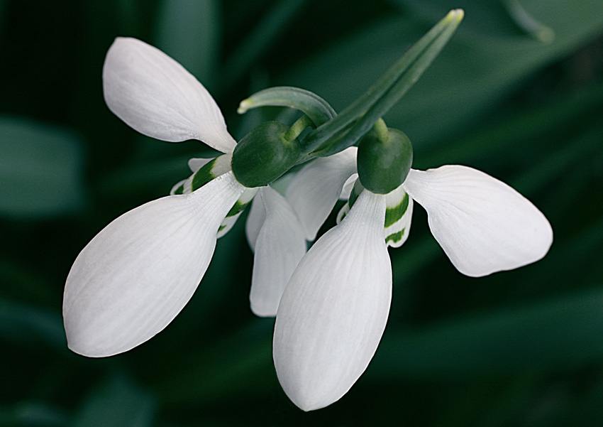 photo "Tandem" tags: nature, macro and close-up, flowers, spring