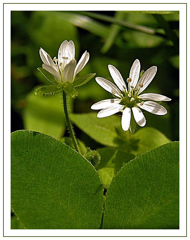 photo "Nacreous florets" tags: nature, macro and close-up, flowers