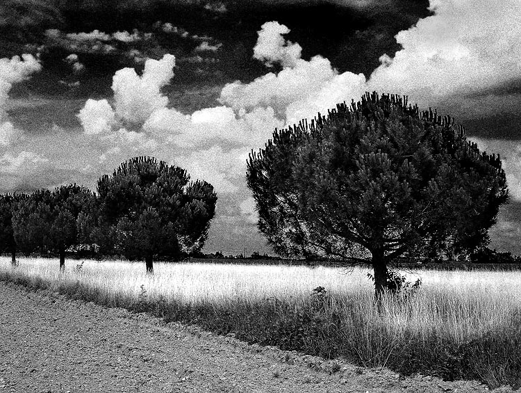 photo "Infrared style 1" tags: landscape, forest