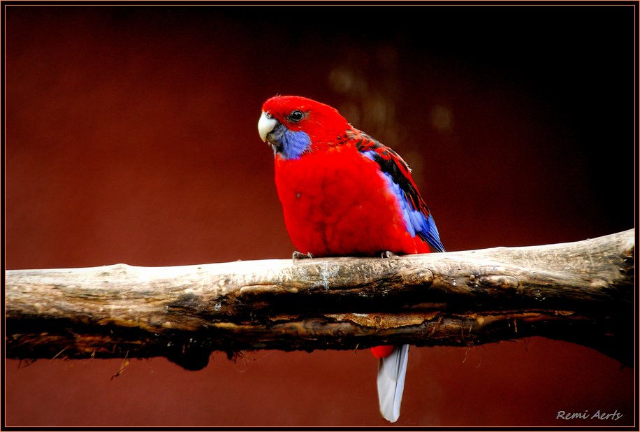 photo "red bird" tags: nature, pets/farm animals