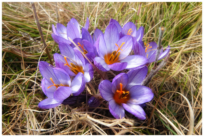 фото "А вот и весна..." метки: природа, макро и крупный план, цветы
