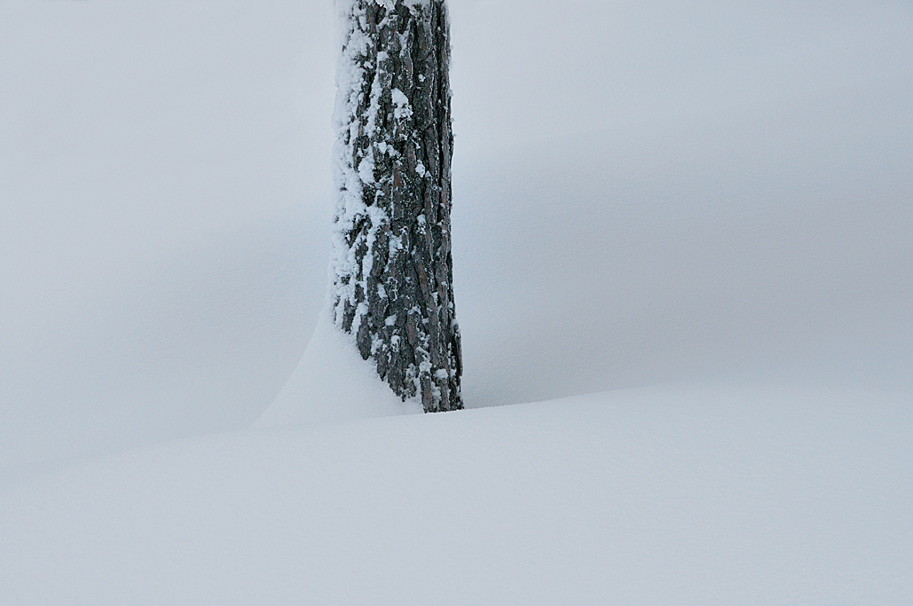 photo "a tree in the snow.." tags: landscape, winter