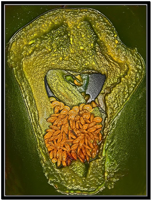 фото "Veggie Tale" метки: макро и крупный план, натюрморт, 