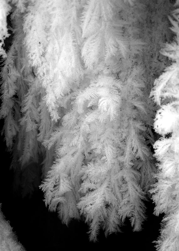фото "Frost" метки: макро и крупный план, черно-белые, 