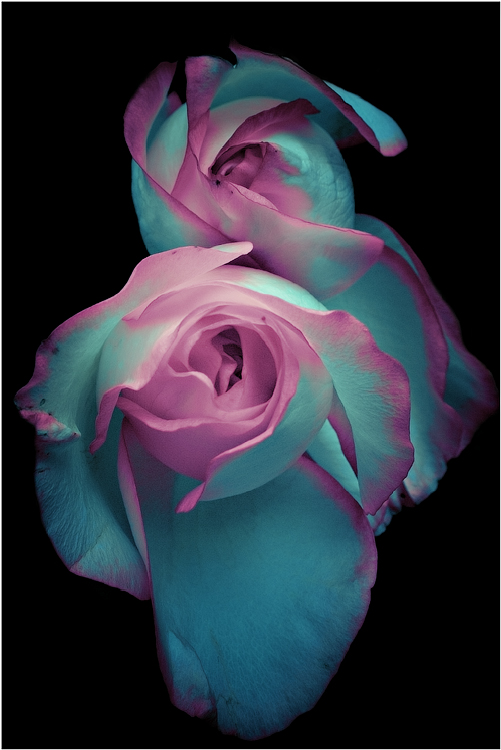 фото "Fantasies in pink shades" метки: макро и крупный план, природа, цветы