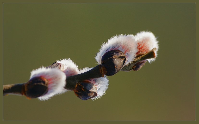 фото "colour of spring" метки: природа, 