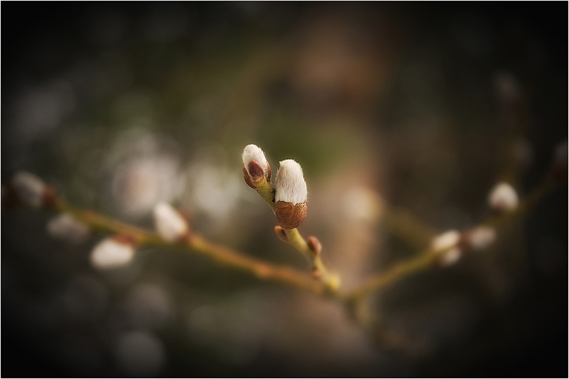 photo "*" tags: nature, flowers