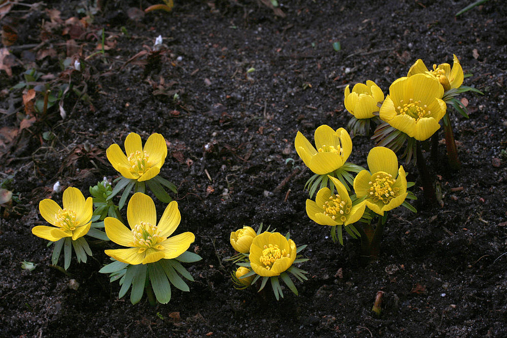 photo "Eranthis hyemalis" tags: nature, flowers