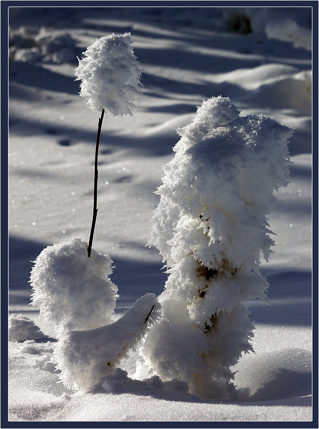 photo "***" tags: landscape, forest, winter