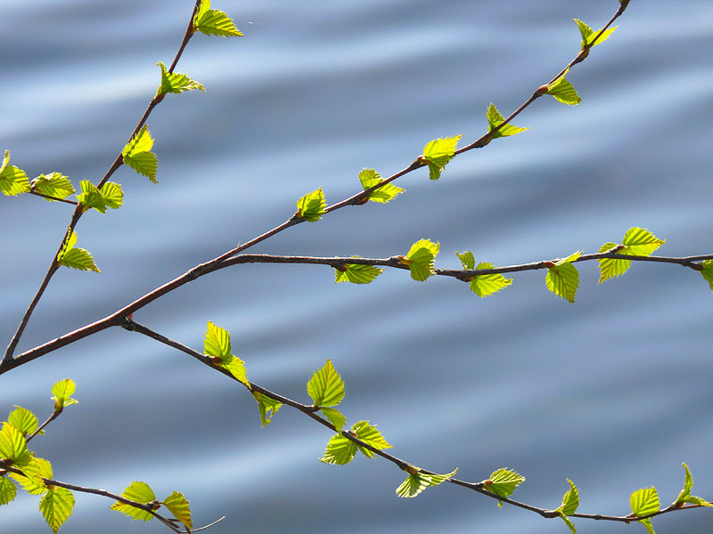 photo "***" tags: nature, flowers