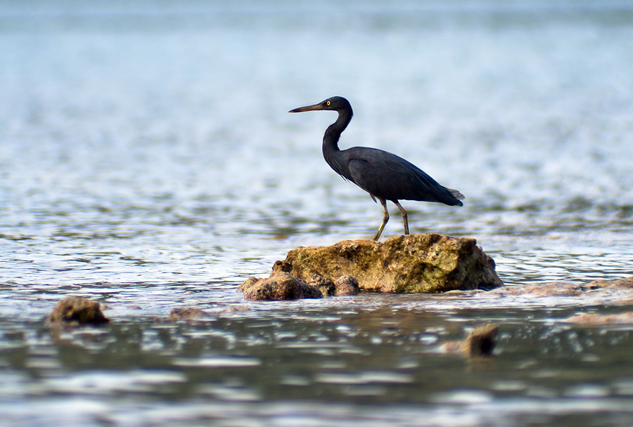 photo "***" tags: nature, travel, Asia, wild animals