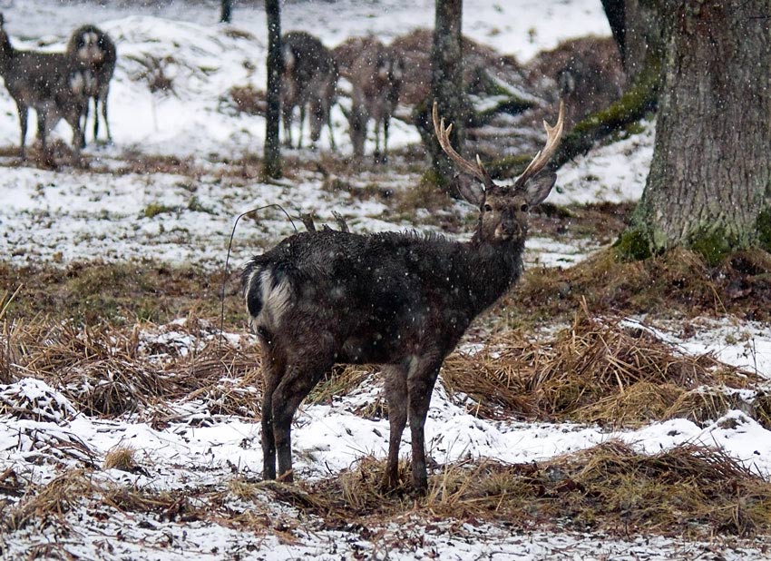 photo "sentinel" tags: nature, wild animals