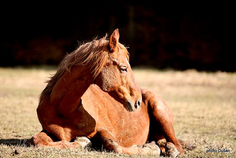 photo "Suny day" tags: nature, pets/farm animals