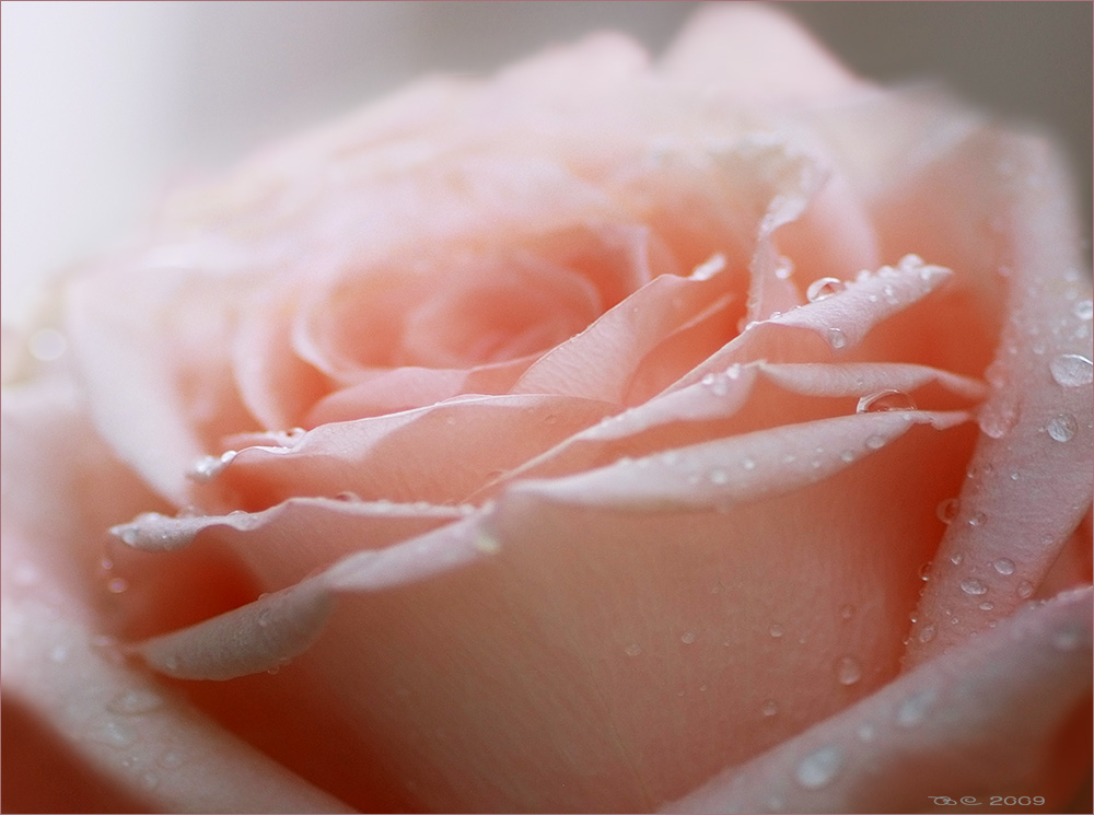 photo "Rose" tags: nature, macro and close-up, 