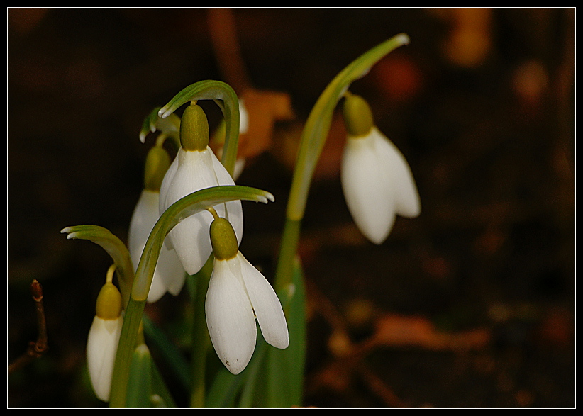 photo "***" tags: nature, flowers