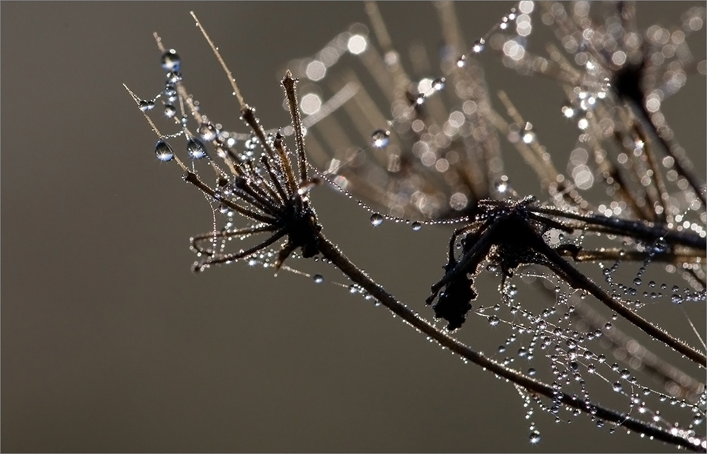 photo "Morning diamonds" tags: , 