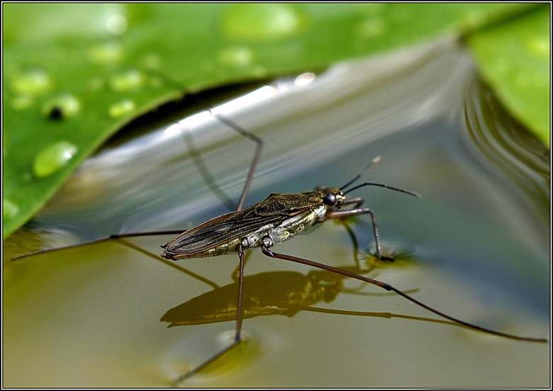 photo "Admiring reflection" tags: macro and close-up, nature, insect