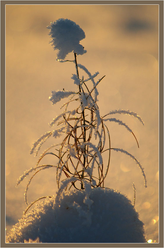 фото "Нежное творение Зимы 2" метки: природа, цветы