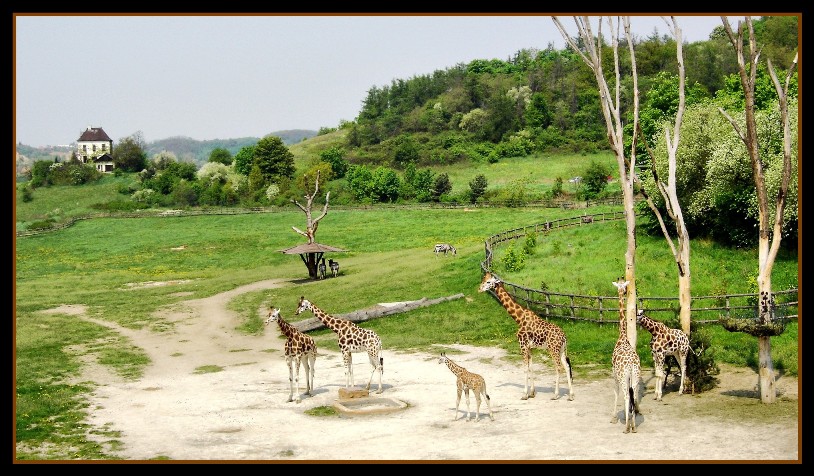 photo "Giraffes 3D" tags: nature, landscape, wild animals