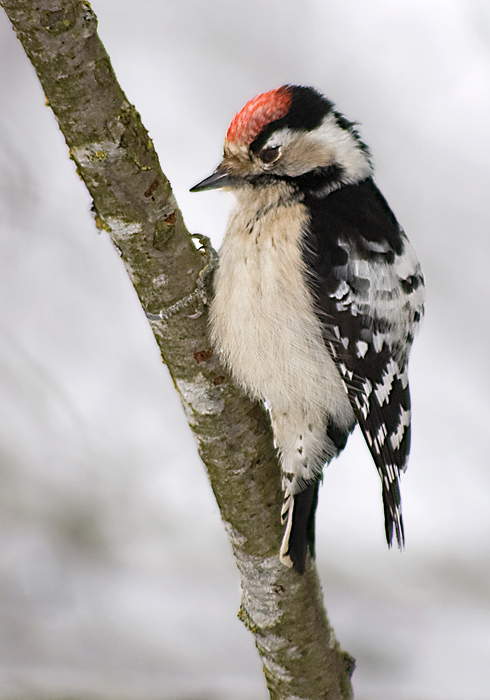 photo "Lesser Spotted Woodpecker" tags: nature, wild animals