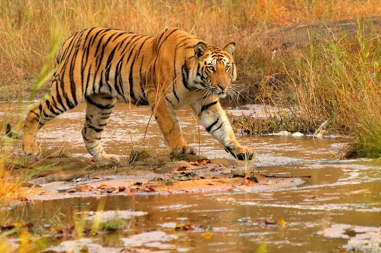 photo "***" tags: nature, wild animals