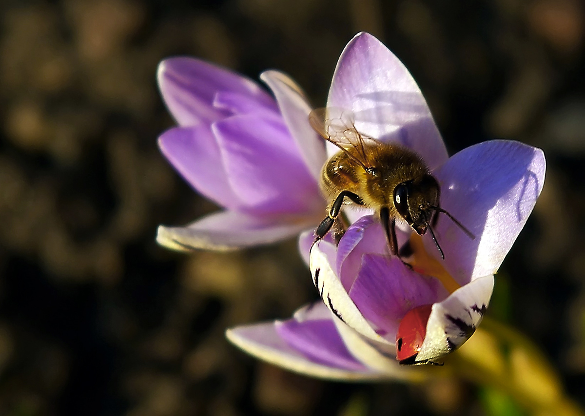 photo "***" tags: macro and close-up, nature, flowers