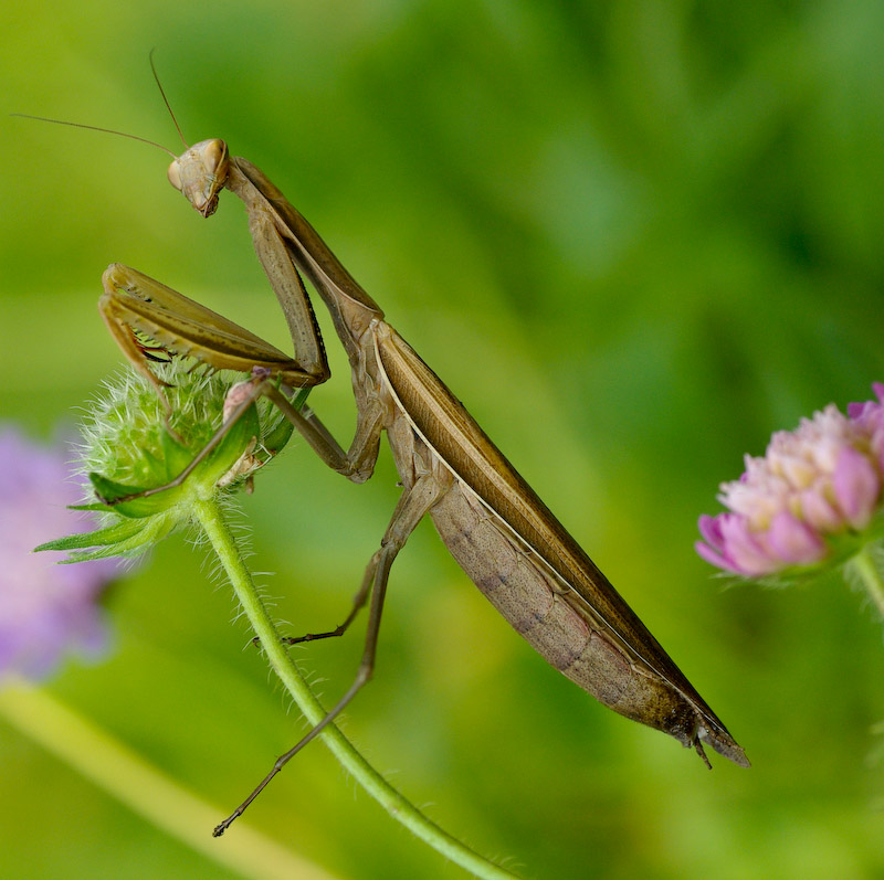 photo "***" tags: nature, insect