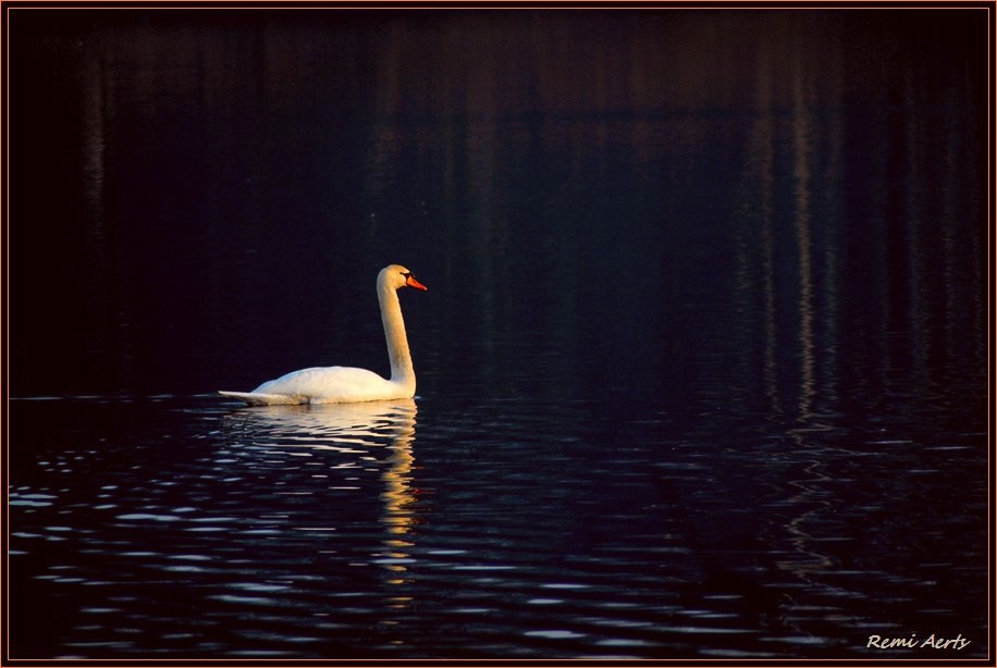 photo "white swan" tags: landscape, nature, water, wild animals