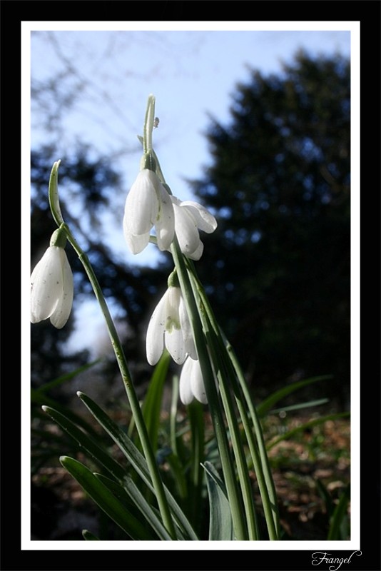 фото "Springtime is coming ..." метки: пейзаж, природа, весна, цветы