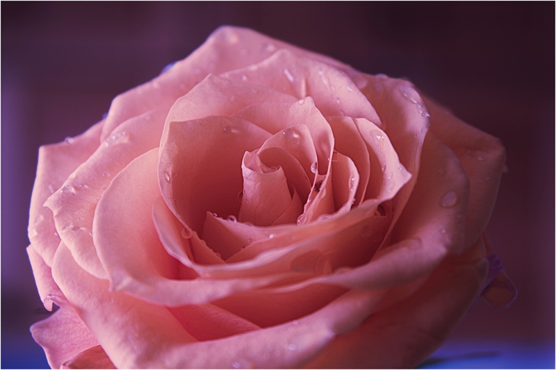 photo "***" tags: nature, flowers
